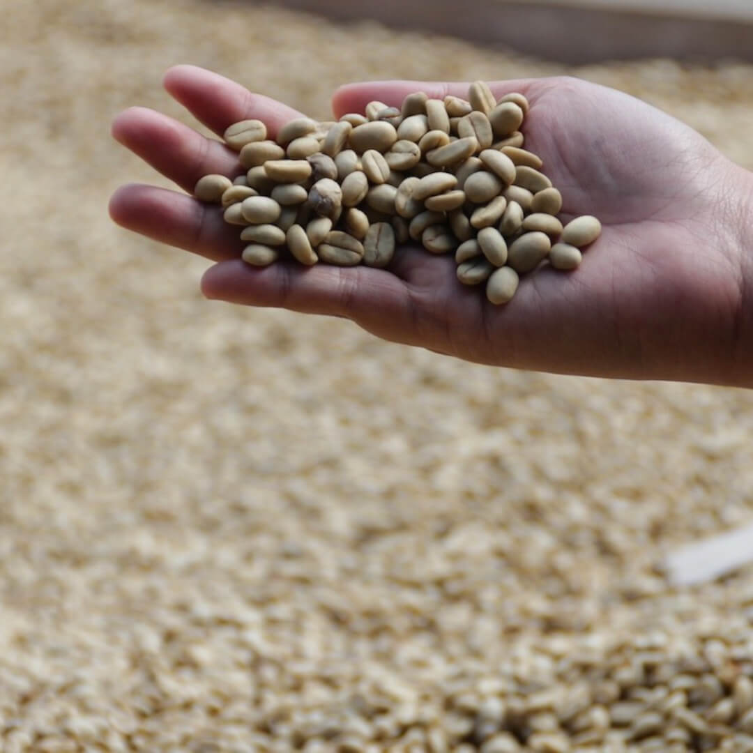 Arabica coffee