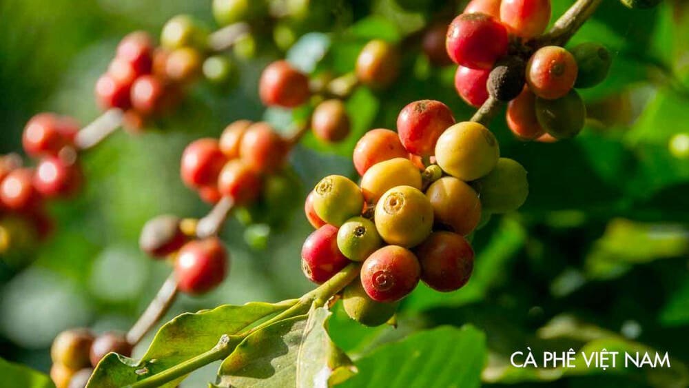 Specialty Coffee in Vietnam