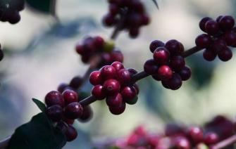 Honduras coffee – Journey to conquer the throne