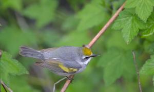 How the Birds and the Bees Help Coffee Plants