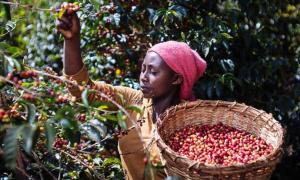 Cà phê Ethiopia – Cái nôi cà phê thế giới