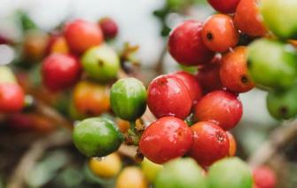 Cà phê Châu Mỹ – 3 thái cực hương vị đa sắc màu