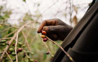 Burundi coffee – The heart of African