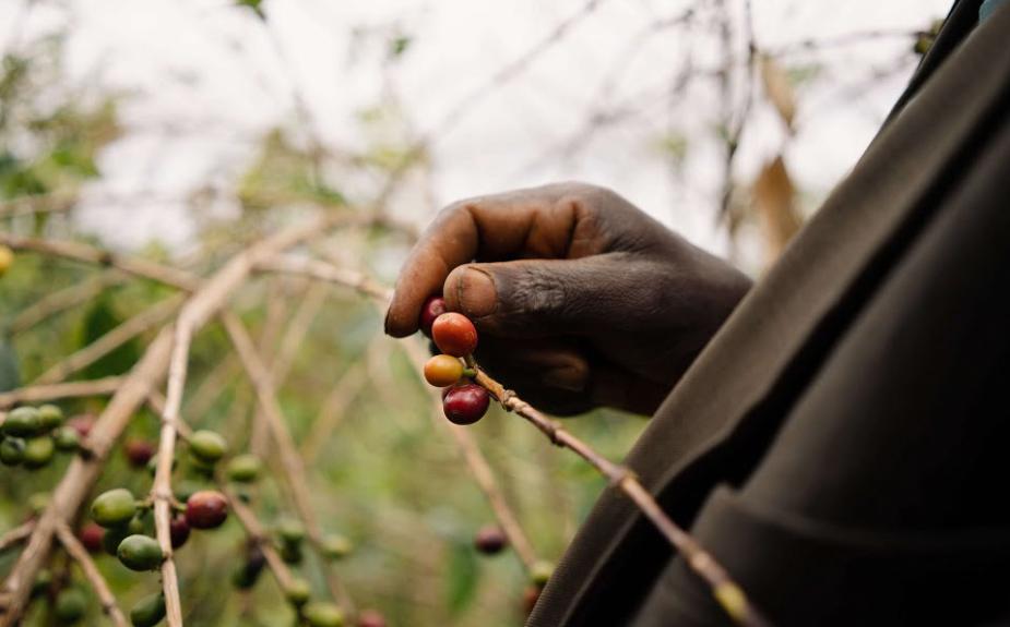 Cà phê Burundi – Trái tim của người dân Châu Phi