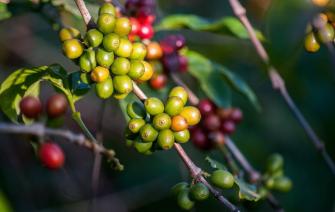 Caturra coffee variety – Origin, characteristics and distribution area