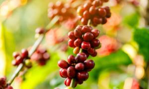SL-28 and SL-34 coffee – the crystallization from the mountains of Kenya