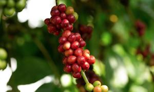 Robusta – Journey to find the mission of taste