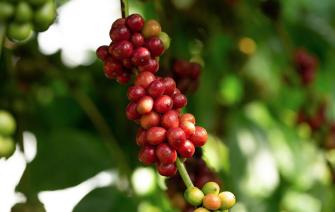 Robusta – Journey to find the mission of taste