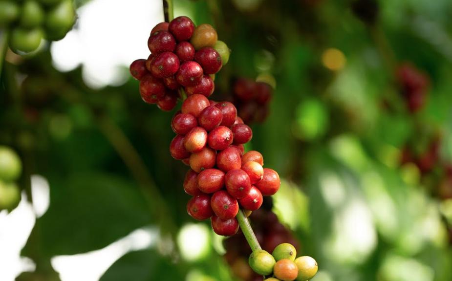 Cà phê Robusta – Hành trình đi tìm sứ mệnh hương vị