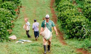 Benefits of coffee farm model