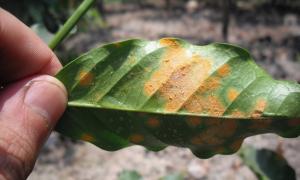 Coffee rust disease – Challenges and solutions