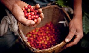 Famous coffee growing areas – Where coffee becomes a national treasure
