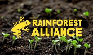 Tìm hiểu về chứng nhận Rainforest Alliance trên cây cà phê