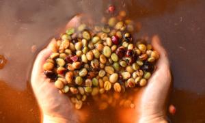 Coffee Semi-washed Processing Method