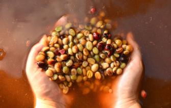 Coffee Semi-washed Processing Method