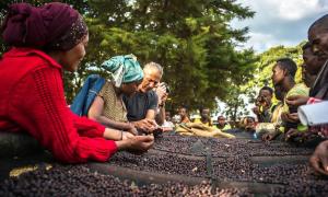 Hệ Thống Đánh Giá Về Single Origin