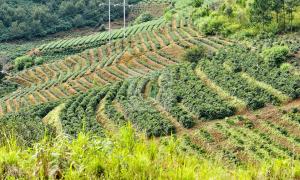 Hệ sinh thái rừng và sự phát triển của cây cà phê