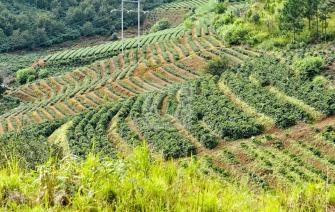 Hệ sinh thái rừng và sự phát triển của cây cà phê
