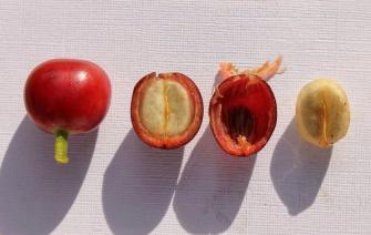 Liệu bạn đã biết về cấu trúc hạt cà phê hoàn chỉnh?