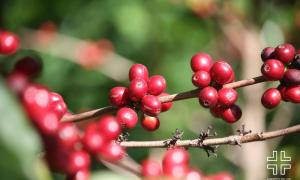 Gesha – Loại Cà Phê Thượng Hạng