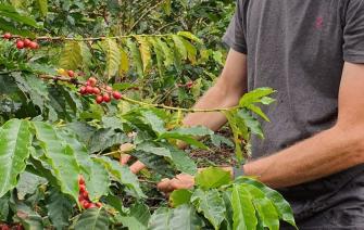 Coffee plants with low caffeine content