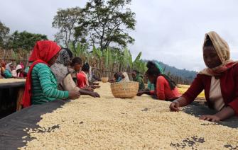 Green bean coffee and things you should know