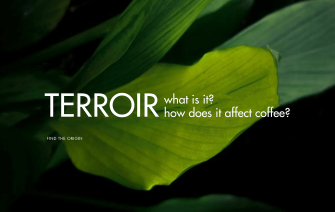 What Is Terroir, And How Does It Affect Coffee?