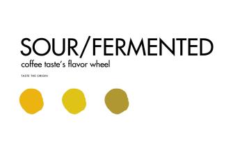Sour Fermented – Vòng Tròn Hương Vị Cà Phê