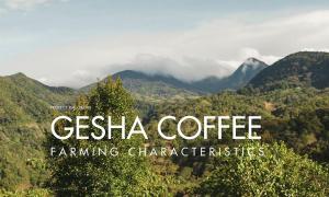 Gesha Coffee Farming Characteristics