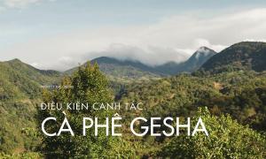 Đặc Điểm Canh Tác Cà Phê Gesha