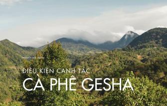 Đặc Điểm Canh Tác Cà Phê Gesha