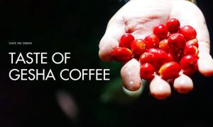 Tastes Of Gesha Coffee