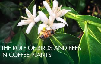 The role of birds and bees in coffee plants
