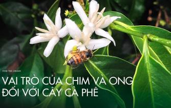 Vai trò của chim và ong đối với cây cà phê