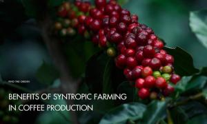 Benefits of syntropic farming in coffee production