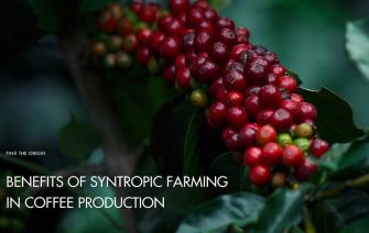 Benefits of syntropic farming in coffee production