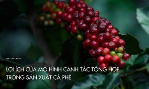 Lợi ích của mô hình canh tác tổng hợp trong sản xuất cà phê