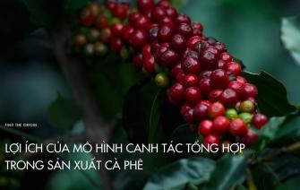 Lợi ích của mô hình canh tác tổng hợp trong sản xuất cà phê