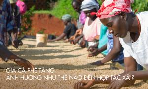 Giá cà phê tăng ảnh hưởng như thế nào đến hợp tác xã?