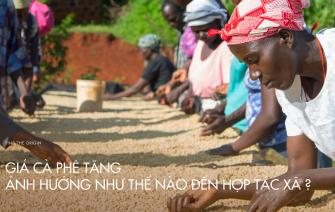 Giá cà phê tăng ảnh hưởng như thế nào đến hợp tác xã?