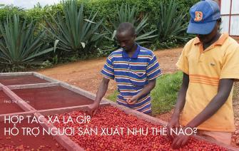 Hợp tác xã cà phê là gì và hỗ trợ người sản xuất thế nào?