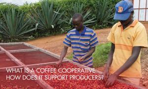 What is a coffee cooperative, and how does it support producers?