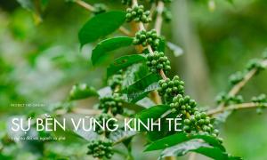 Ý nghĩa của bền vững kinh tế với ngành cà phê