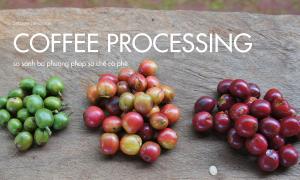 Compare 3 coffee processing methods