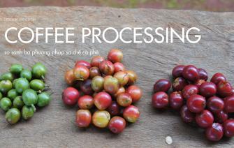 Compare 3 coffee processing methods