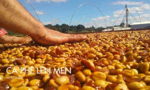 Cà phê lên men – Nên hay không?