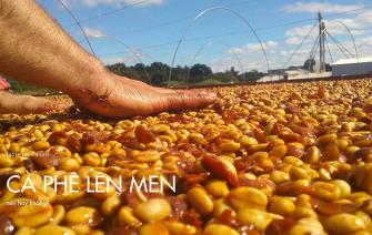 Cà phê lên men – Nên hay không?