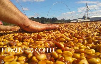 Fermented Coffee – Should or Not?