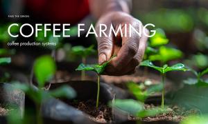 Coffee production systems