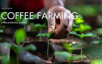 Coffee production systems